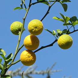 Citronnier épineux / Poncirus trifoliata